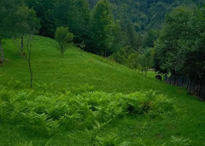 Forest 12