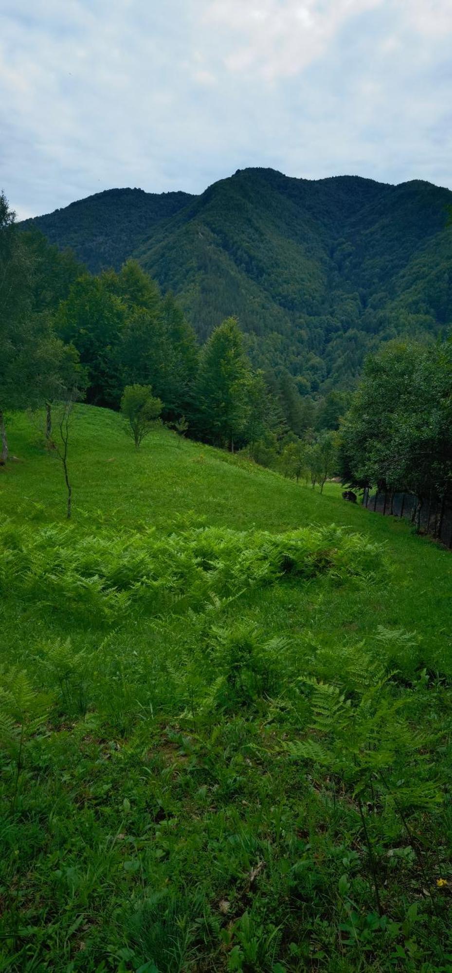 Forest 12
